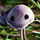 Mushroom face.thumb